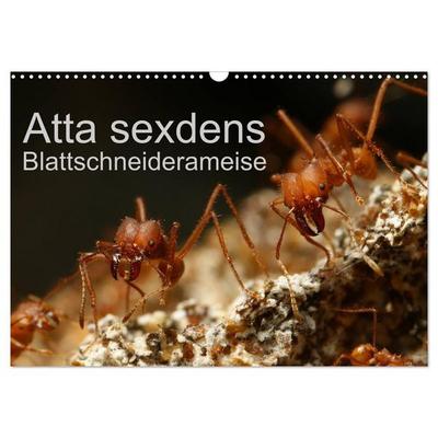 Atta sexdens - Blattschneiderameise (Wandkalender 2027 DIN A3 quer), CALVENDO Monatskalender