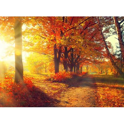 Fototapete PAPERMOON "Autumn Forest", bunt, B:3m L:2,23m, Vlies, Tapeten