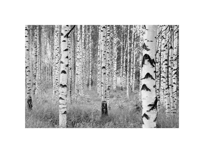Vliestapete Woods, Grau, Schwarz, Weiß, Papier, Bäume, 368x248 cm, Made in Germany, FSC Mix, Tapeten & Wandverkleidungen, Vliestapeten