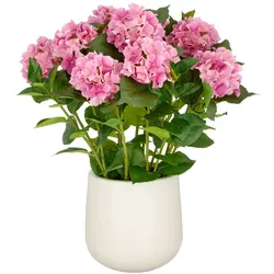 CREATIV green künstliche Pflanze Hortensien Arrangement im cremefarbenen Kunststofftopf, pink, 70cm