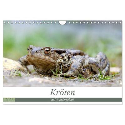 Kröten auf Wanderschaft (Wandkalender 2026 DIN A4 quer), CALVENDO Monatskalender