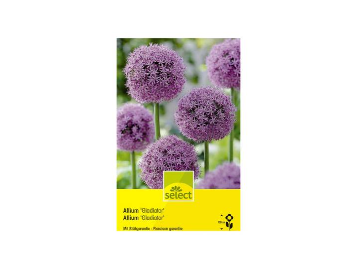 Select Zierlauch Allium-Hybride Gladiator ''