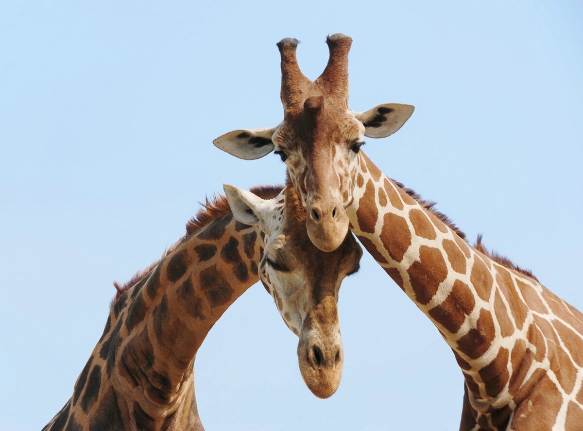 Fototapete PAPERMOON "Verliebte Giraffen", bunt, B:4,5m L:2,8m, Vlies, Tapeten, Fototapete bunt B/L: 4,5m x 2,8m, Rollen: 1