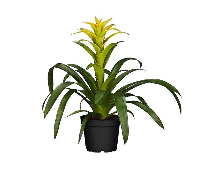 Qualité & Prix Guzmania ⌀ 12 cm