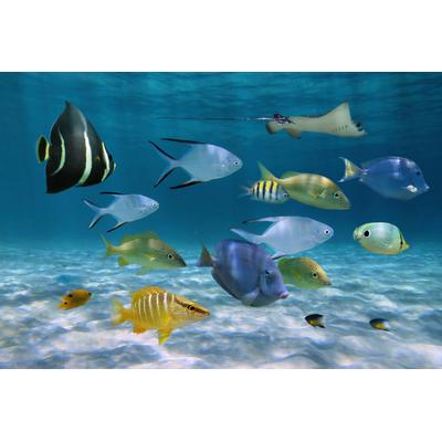 Fototapete PAPERMOON "Fische", bunt, B:4m L:2,6m, Vlies, Tapeten