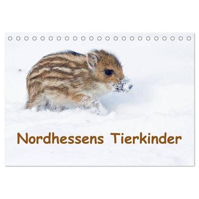 Nordhessens Tierkinder (Tischkalender 2027 DIN A5 quer), CALVENDO Monatskalender