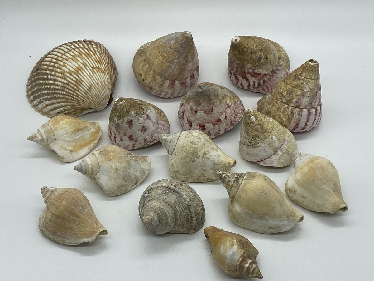 Decoratieve schelpen voor maritieme decoratie