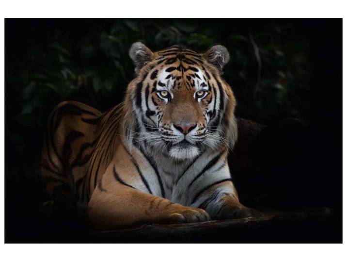 Canvas Imposanter Tiger image LAND