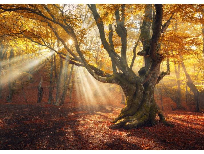 Fototapete PAPERMOON Magical Old Trees Autumn Forest , bunt, B:5m L:2,8m, Vlies, Tapeten, Fototapete