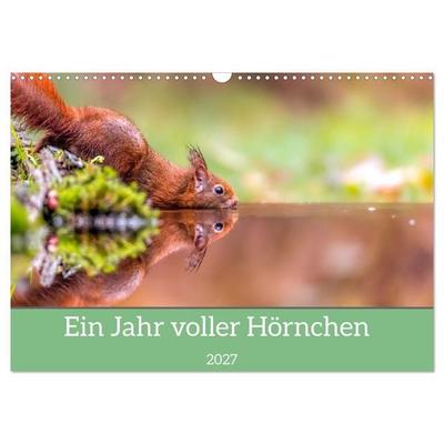 Ein Jahr voller Hörnchen (Wandkalender 2027 DIN A3 quer), CALVENDO Monatskalender