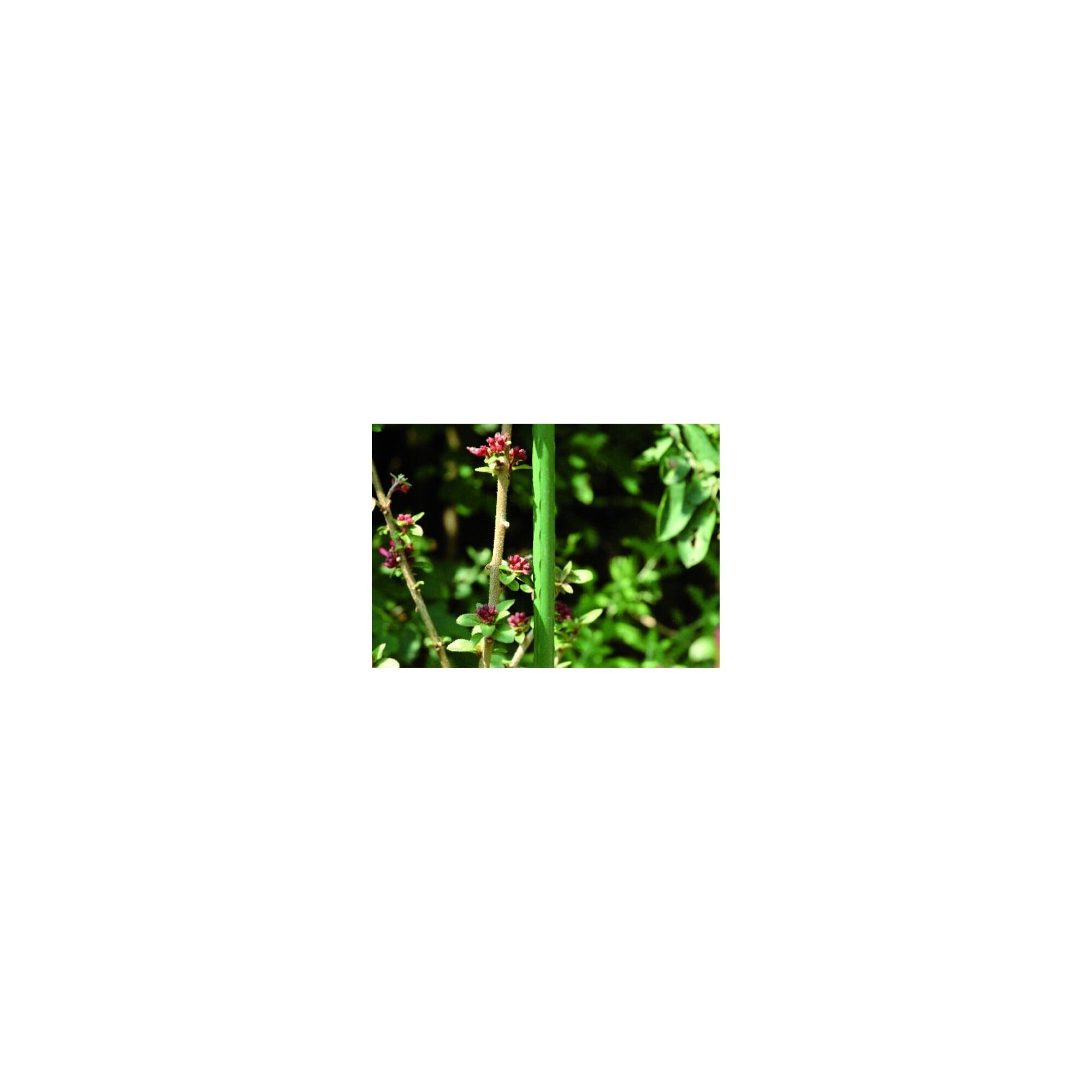 floraworld Pflanzstab Metall, Durchmesser 11mm 90cm grün (11003)