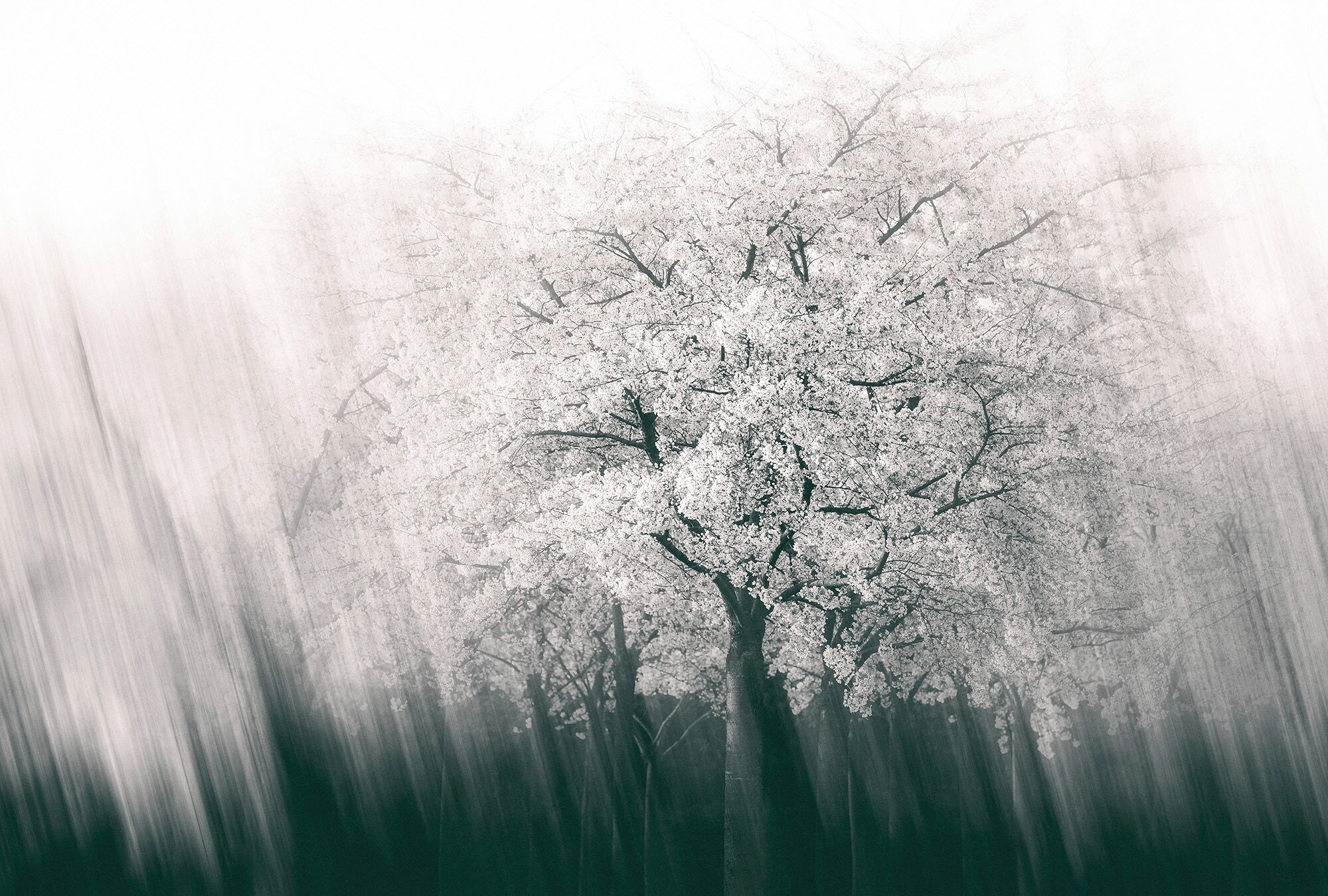 Fototapete ARCHITECTS PAPER "Streaks Spring", bunt (grau, schwarz, silber), B:4m L:2,7m, Vlies, Tapeten, Vlies, Wand, Schräge