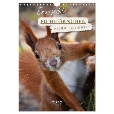 Erwischt! Eichhörnchen (Wandkalender 2027 DIN A4 hoch), CALVENDO Monatskalender