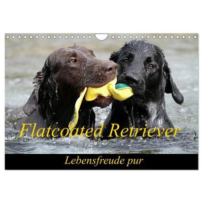 Flatcoated Retriever (Wandkalender 2027 DIN A4 quer), CALVENDO Monatskalender