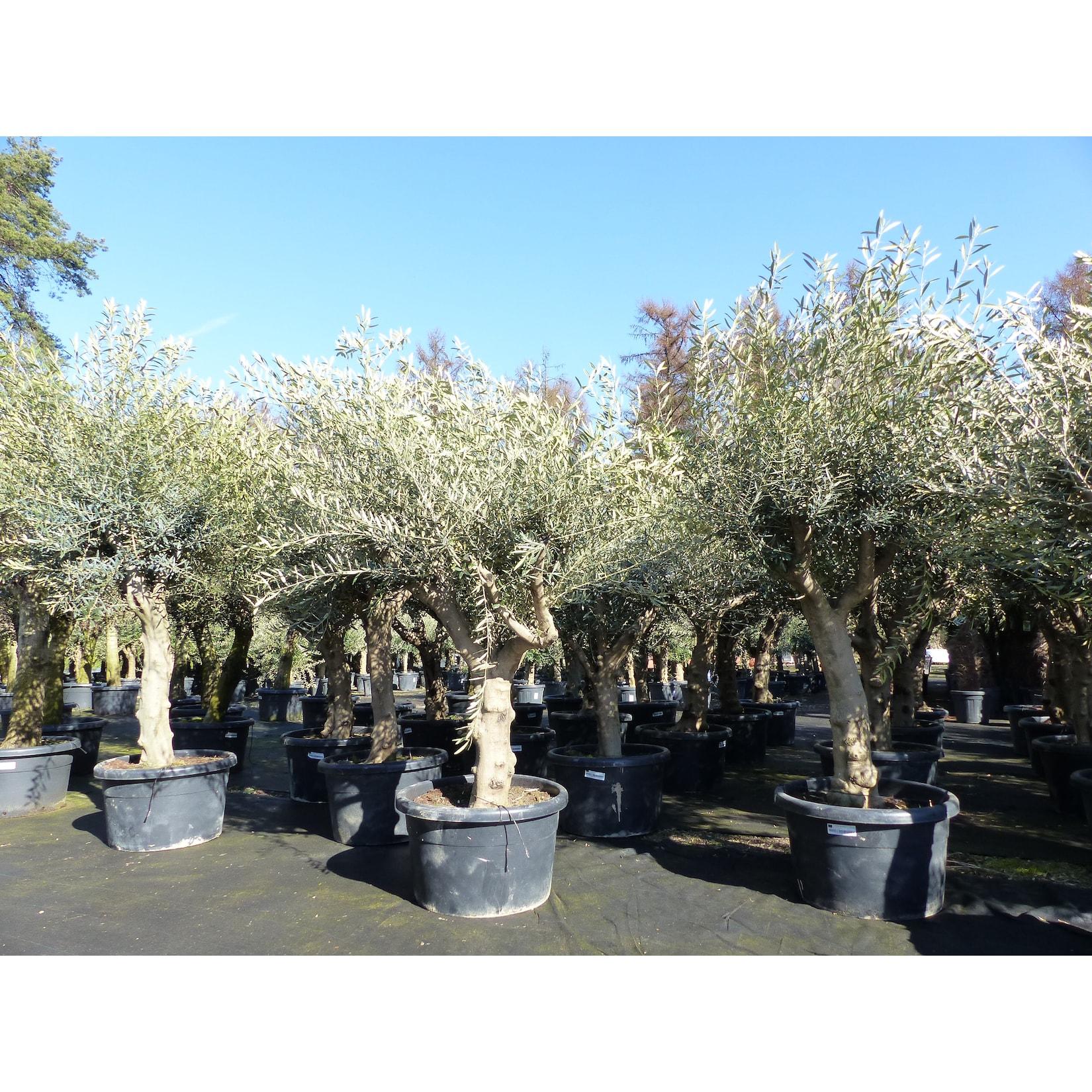 Olivenbaum verzweigt Hojiblanca 200 - 250 cm, kräftige Stämme, winterharte Olive, Olea europaea