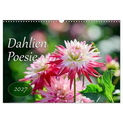 Dahlien Poesie (Wandkalender 2027 DIN A3 quer), CALVENDO Monatskalender