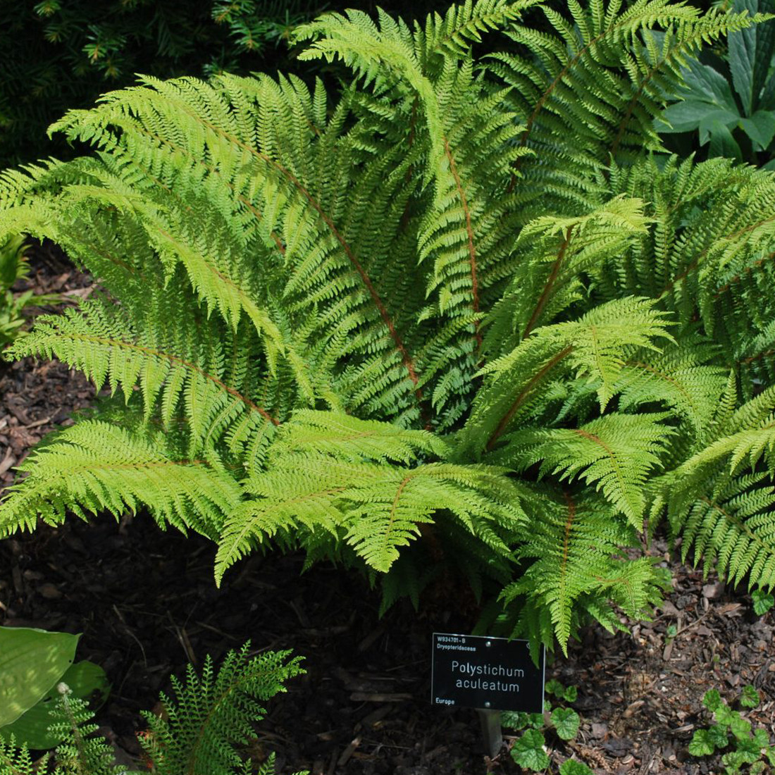 6 stuks Hosta Big Daddy blauwgrijs - Polystichum aculeatum - Pot van 9x9 cm