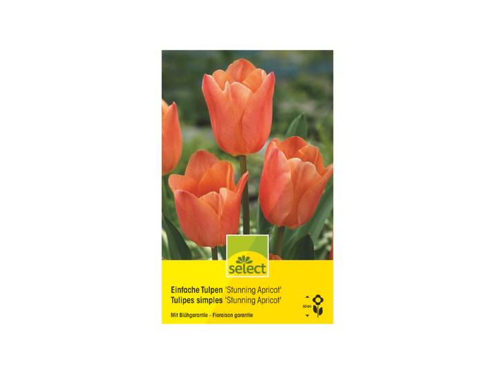 Select Einfache Tulpen Stunning Apricot