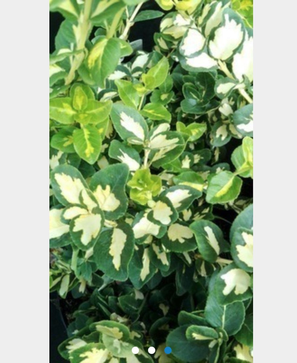 Euonymus fortunei Blondy Kardinaalsmuts in pot, 20 - 30 cm