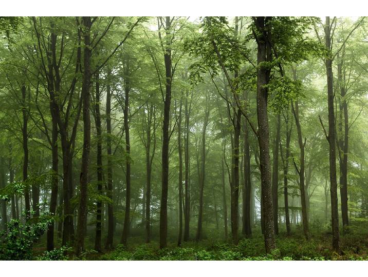 Fototapete PAPERMOON Photo-Art LEIF LONDAL, WALD , bunt, B:2m L:1,49m, Vlies, Tapeten, Fototapete