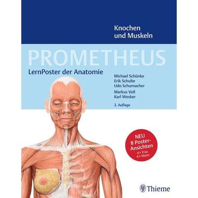 PROMETHEUS LernPoster der Anatomie, Knochen und Muskeln, Sonstige von Michael Schünke,Erik Schulte,Udo Schumacher, Thieme, 978-3-13-244426-3