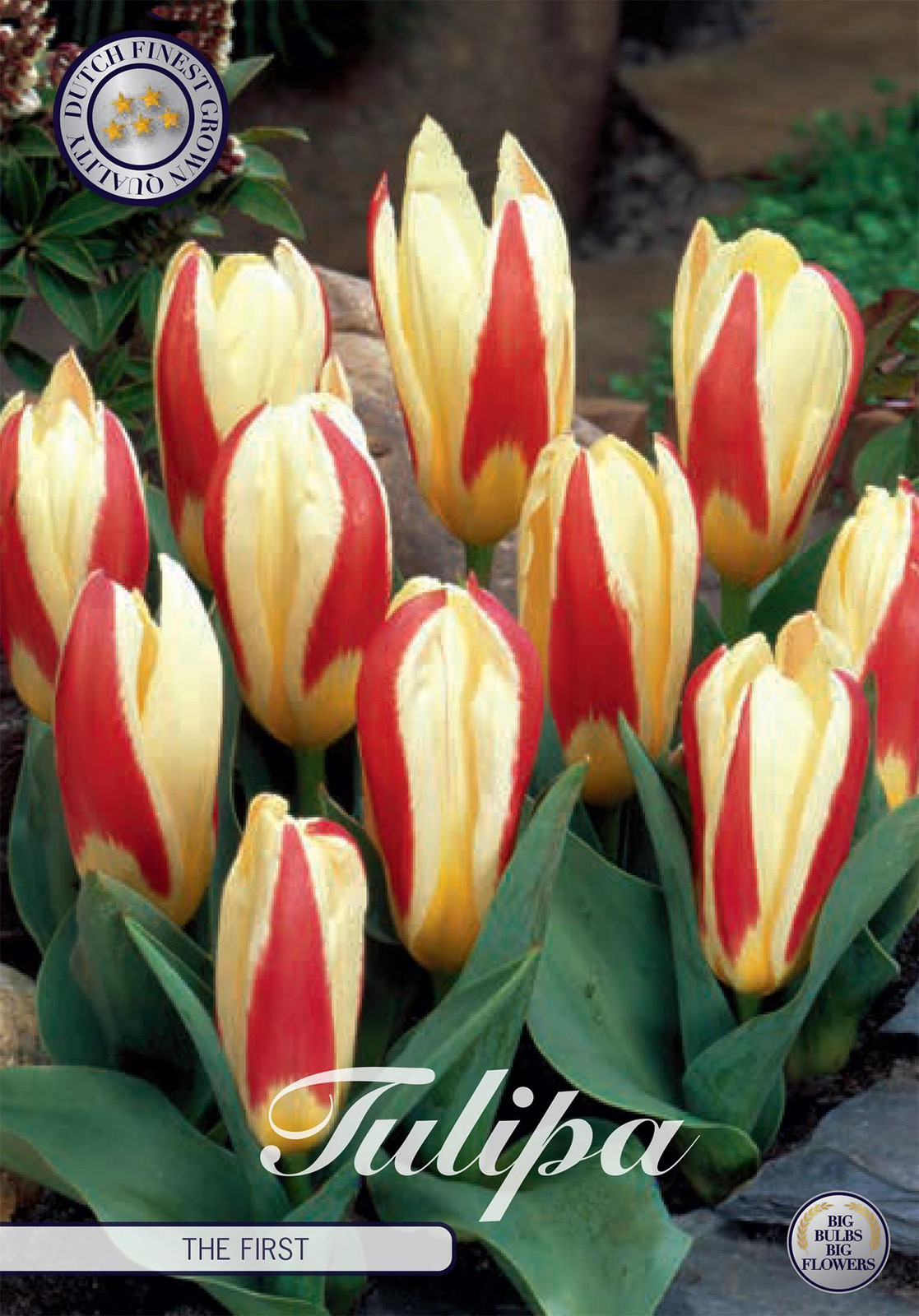 Sam van Schooten Tulpe The First Tulpbollen (7 stuks)