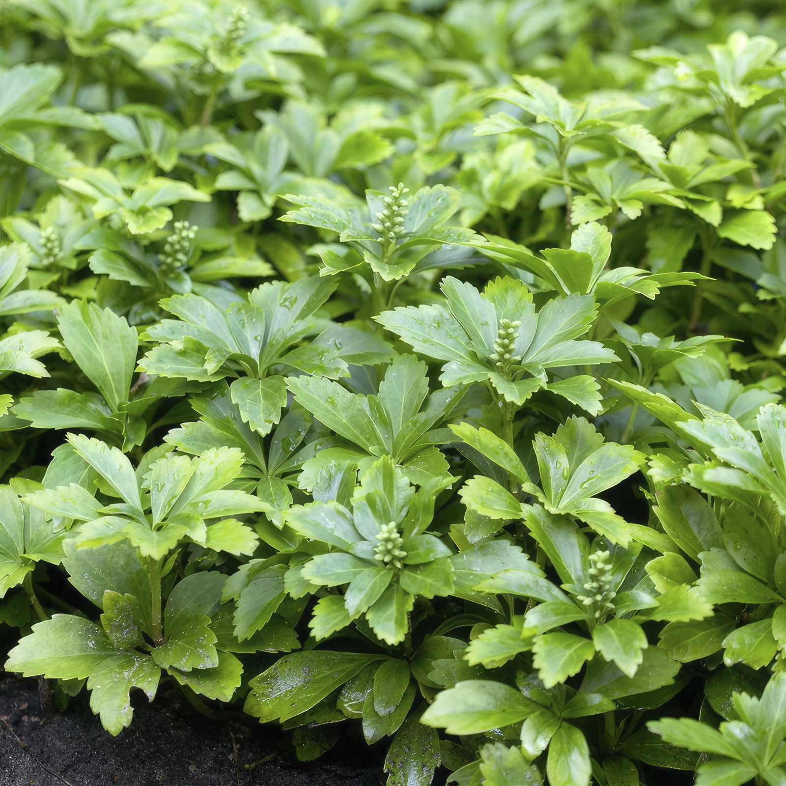 Pachysandra terminalis Green Carpet bodembedekker 24 planten Ø9cm Oasis of Life