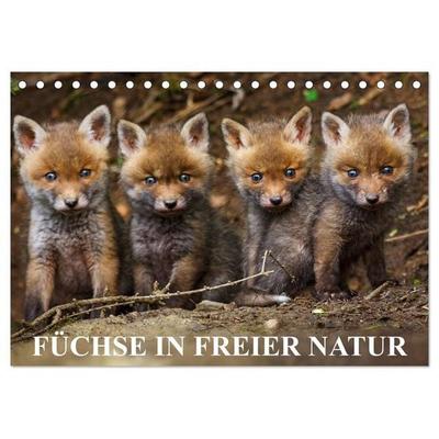 Füchse in freier Natur (Tischkalender 2026 DIN A5 quer), CALVENDO Monatskalender
