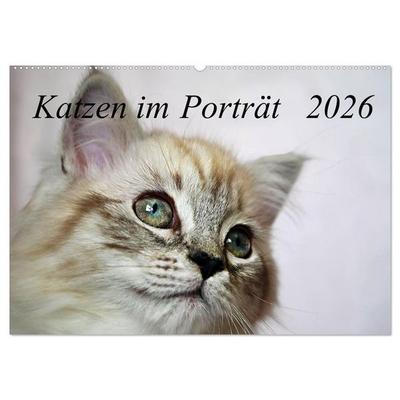 Katzen im Porträt / Geburtstagskalender (Wandkalender 2026 DIN A2 quer), CALVENDO Monatskalender