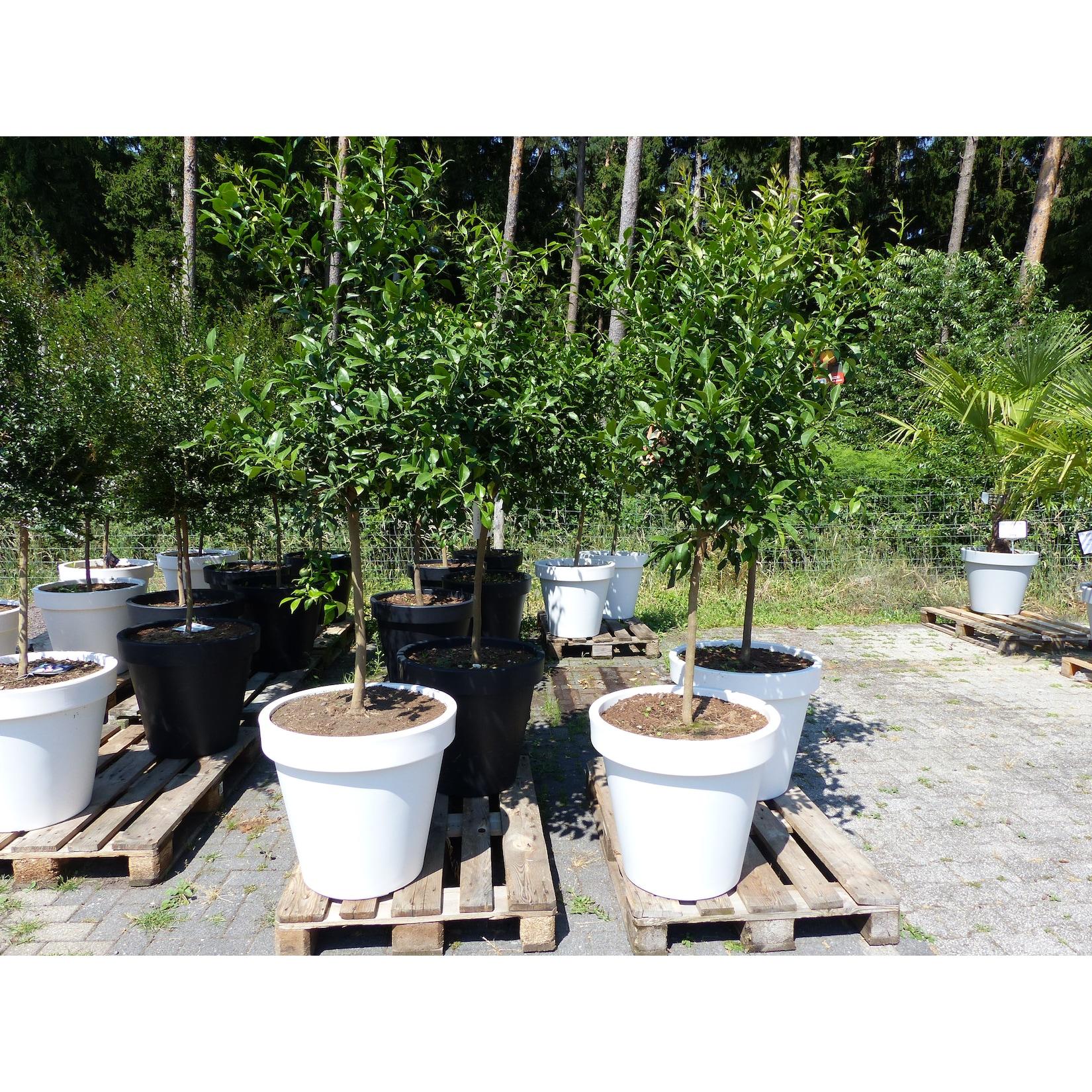 Citrus Yuzu 190 - 210 cm im E&K Pflanzkübel Zitronenbaum Zitrone japanische Zitrone winterhart