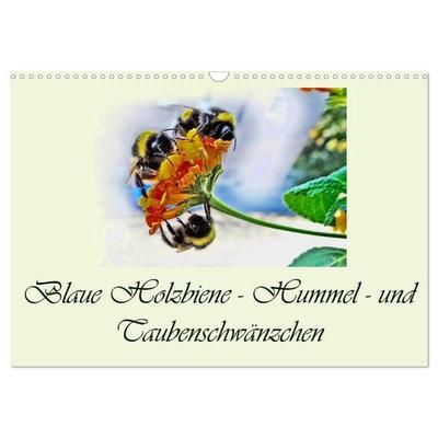 Blaue Holzbiene – Hummel – und Taubenschwänzchen. (Wandkalender 2026 DIN A3 quer), CALVENDO Monatskalender