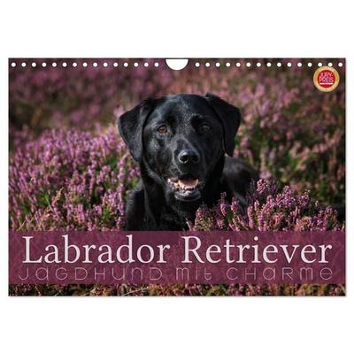 Labrador Retriever - Jagdhund mit Charme (Wandkalender 2026 DIN A4 quer), CALVENDO Monatskalender
