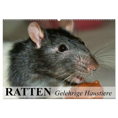 Ratten - Gelehrige Haustiere (Wandkalender 2027 DIN A2 quer), CALVENDO Monatskalender