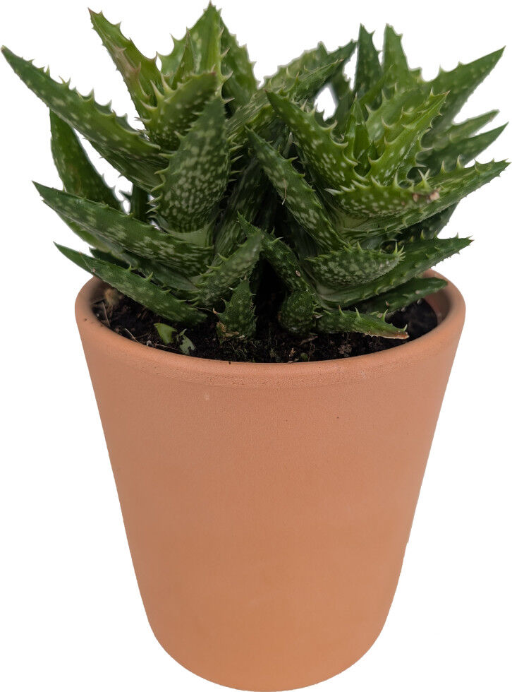 Pflanzen Cactaceae Sukkulenten 10,5 cm im 11 cm Topf