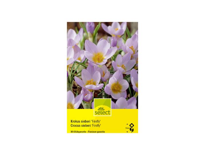 Select Blumenzwiebel Krokus sieberi Firefly ''