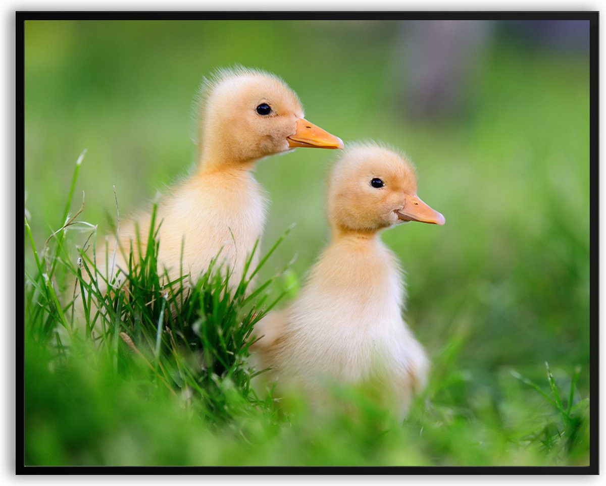 Fotolijst met twee eendjes en glas, 50 x 70 cm