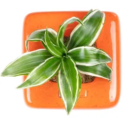 Flowerbox Box 1 - orange - 16x16 cm