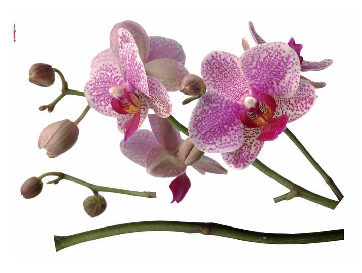 Wandtattoo KOMAR Orchidee - Grösse 100 x 70 cm , lila, B:100cm H:100cm, Folie, Wandtattoos, Wandtattoo, selbstklebend, Wandsticker