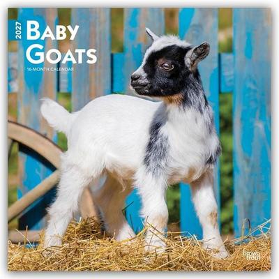 Baby Goats – Ziegenbabys 2027 – 16-Monatskalender
