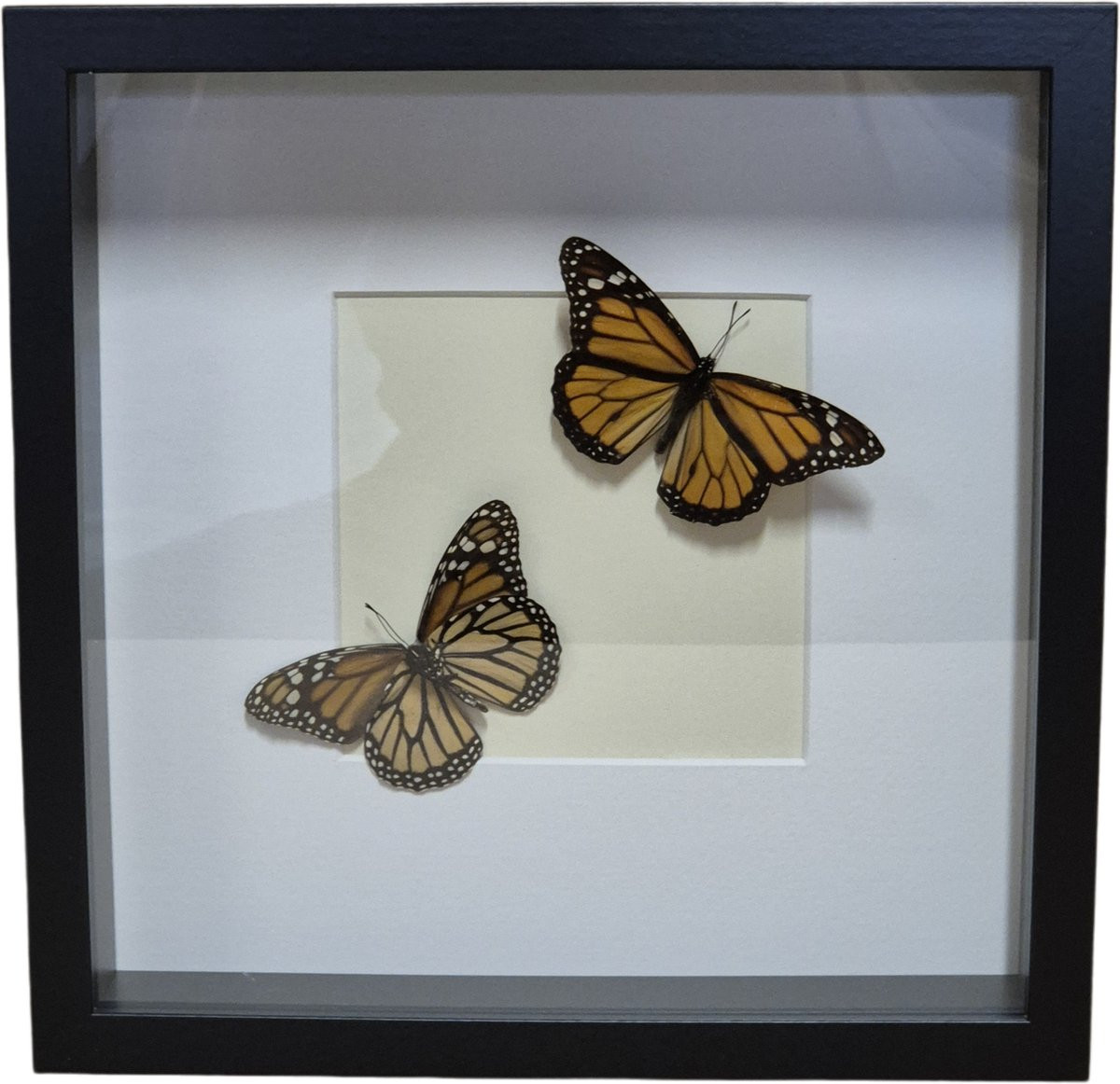 Danaus plexippus Monarchvlinder opgezette vlinder in zwarte houten lijst, 27 x 27 cm