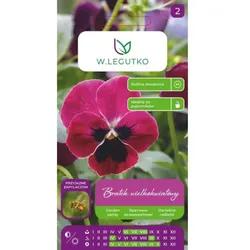 Stiefmütterchen „Claret“ – karminrosa