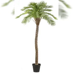 CREATIV green künstliche Pflanze Macauba-Palme, ca 235cm