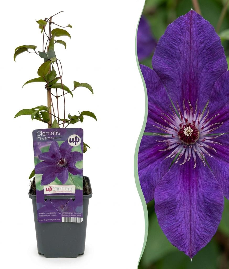 Clematis The President Bosrank Paars Klimplant 4 stuks Pflanzenboutique