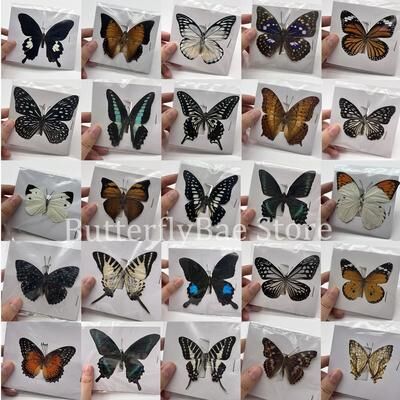 Uplift Treasures Real Butterfly Specimen Collection Set 10 Pcs