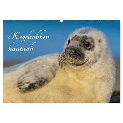 Kegelrobben hautnah (Wandkalender 2026 DIN A2 quer), CALVENDO Monatskalender