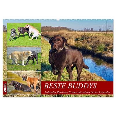 Beste Buddys (Wandkalender 2026 DIN A2 quer), CALVENDO Monatskalender