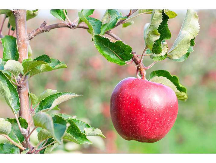 Apfel Crony ® Galiwa '® CH101(s) (Malus domestica) 100-120cm inklusive Topf'
