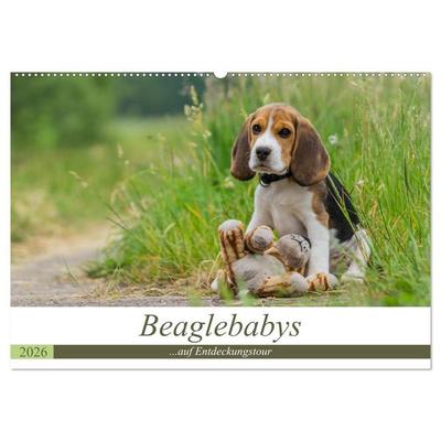 Beaglebabys auf Entdeckungstour (Wandkalender 2026 DIN A2 quer), CALVENDO Monatskalender