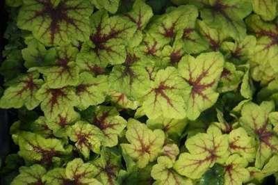 6 x Heucherella hybr. Art Nouveau Bastaardschuimplant - Pot van 9 x 9 cm - GRDplanten