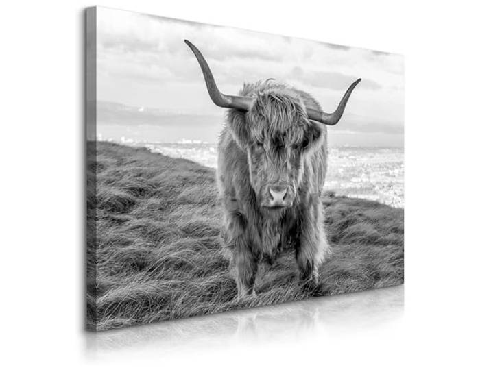 Muralo Wandbilder Tiermotiv, Schottisches Hochlandrind - 100x70 cm